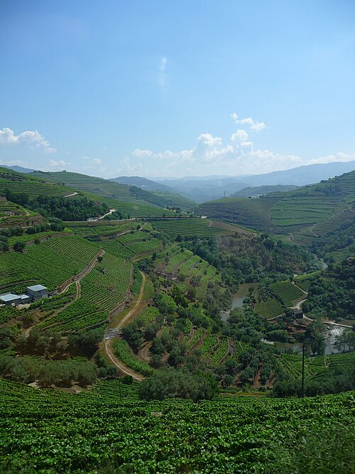 Alto Douro Wine Region